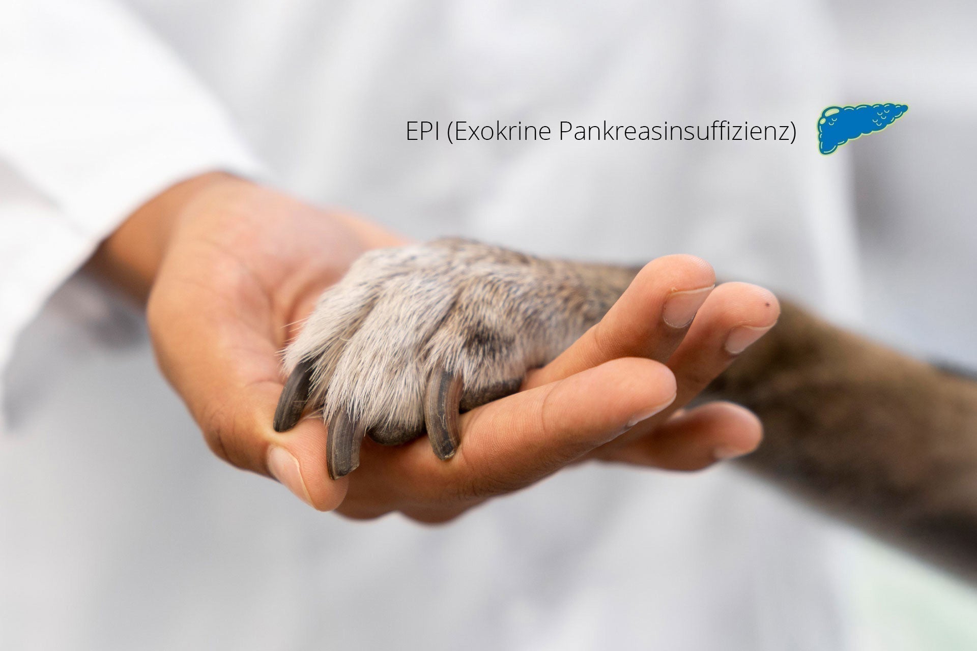 Sondermischung für Hunde mit Pankreasinsuffizienz – So entlastest du den Verdauungstrakt