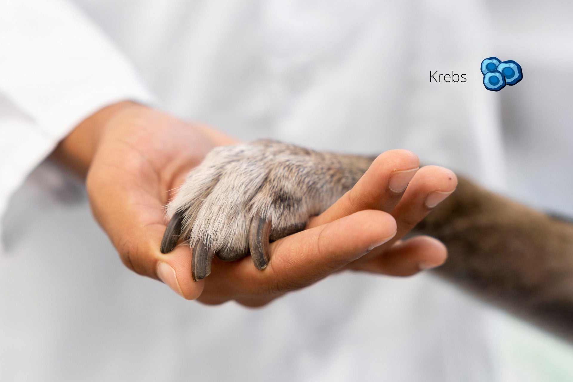 Sondermischung für Hunde mit Krebs – So stärkst du den Organismus