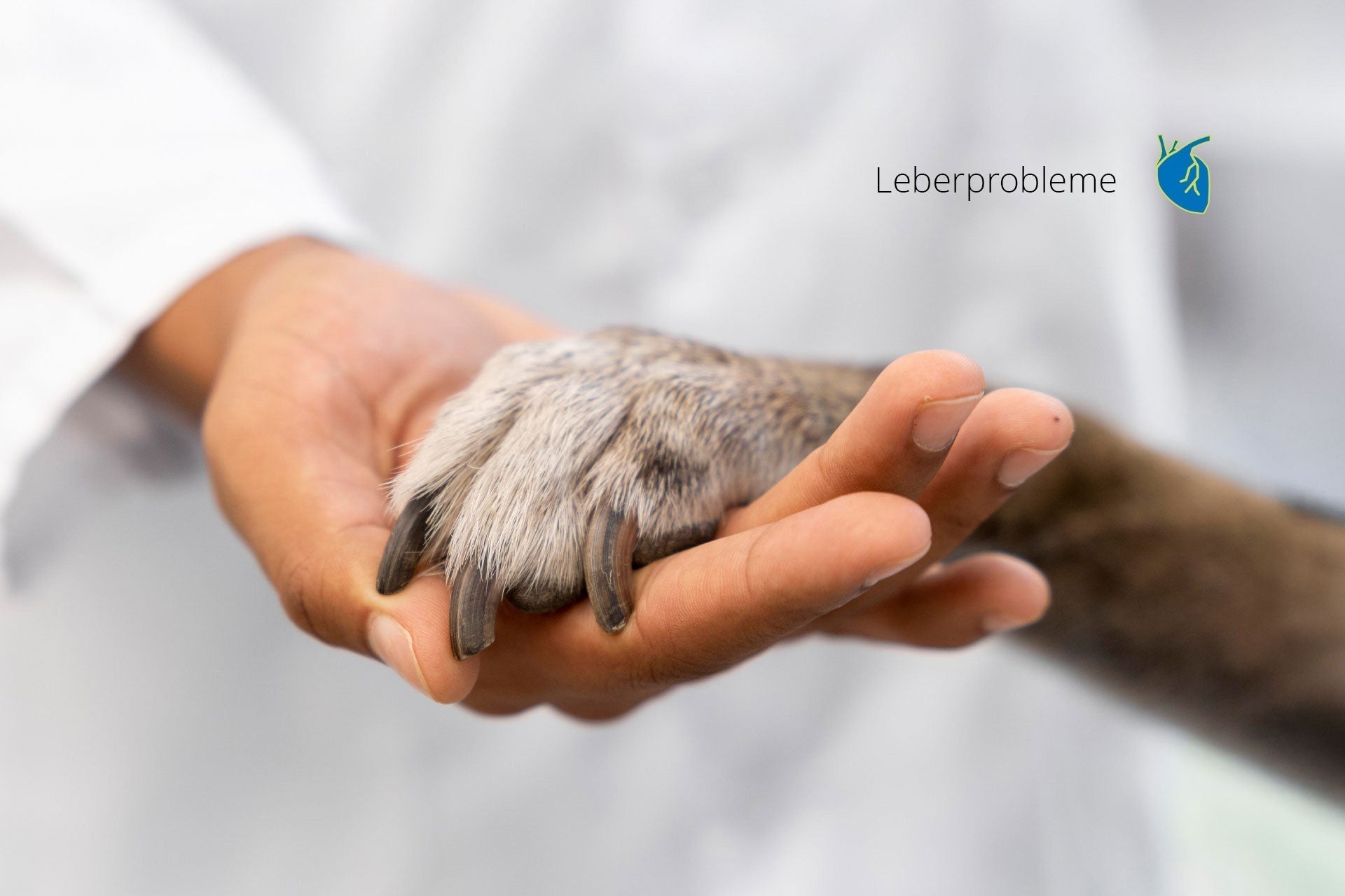 Sondermischung für Hunde mit Leberproblemen - So entlastest du die Leber