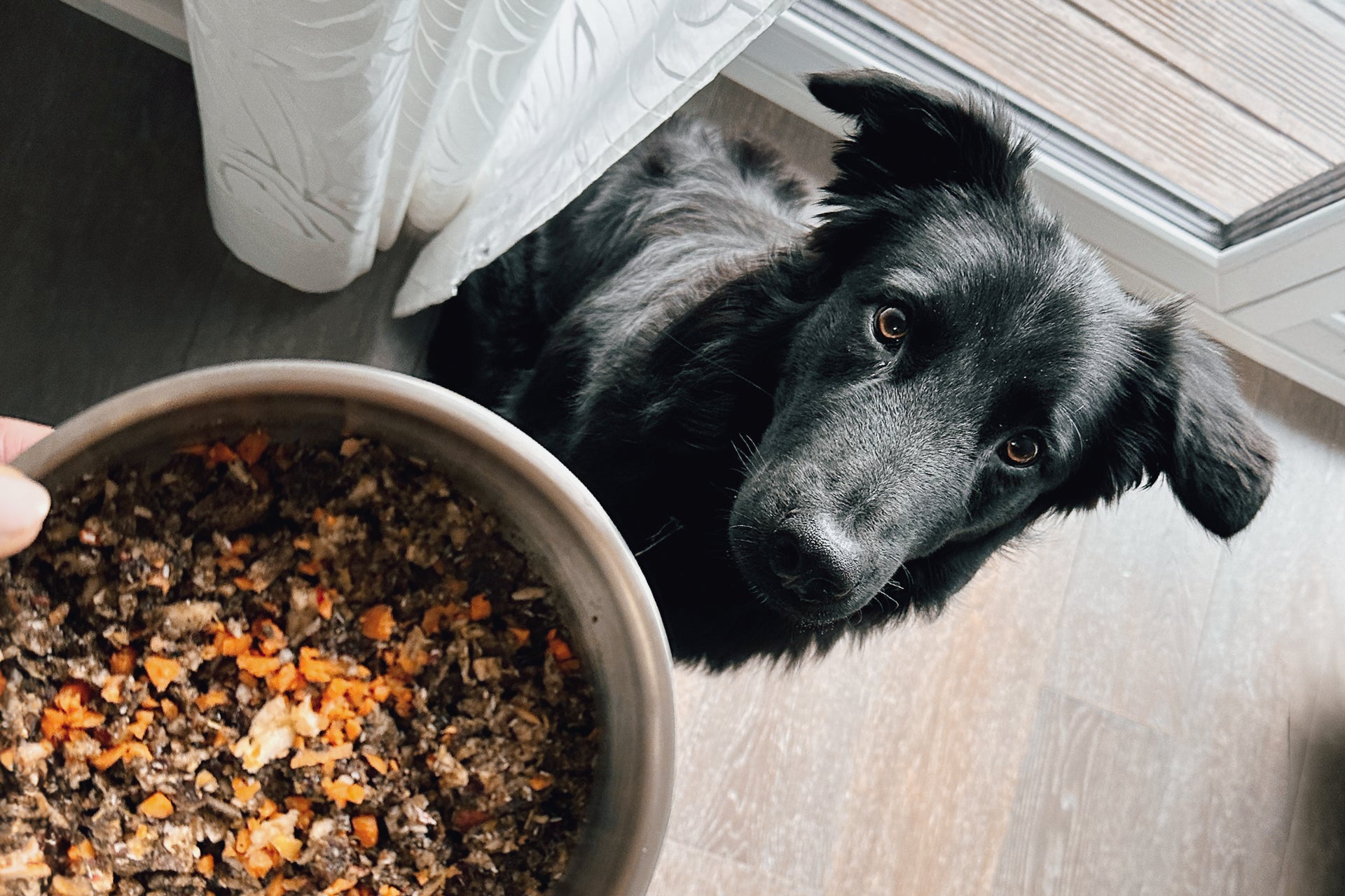 Hund-Füttern-häufigkeit-dosierung-Hundefütterung-Mahlzeiten-welpe-Junghund