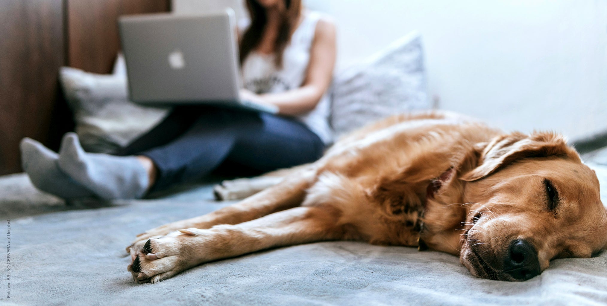 Futterunvertäglichkeit beim Hund – worauf sollte man achten?