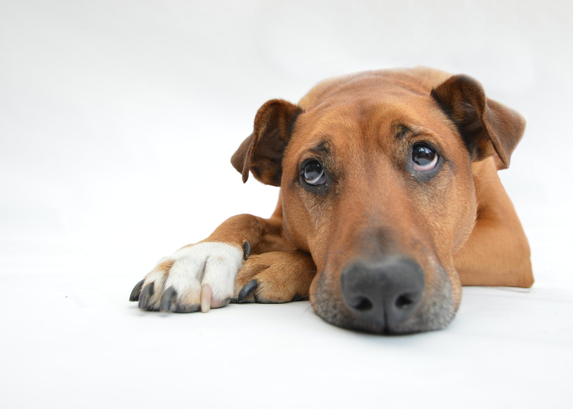 Darmgesundheit beim Hund: Warum der Darm über das Wohlbefinden entscheidet