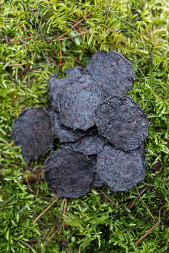 BALF Lieblingsleckerlibox "Bunte Zwergdackel"