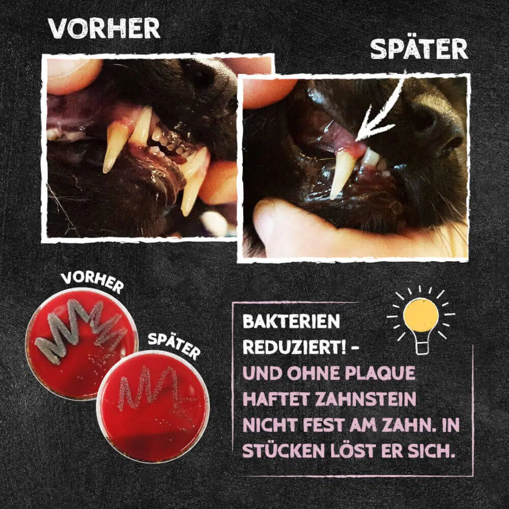 QCHEFS Zahnputzkohle für die Katze