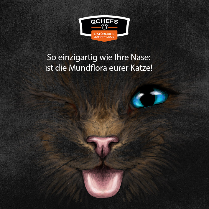 QCHEFS Zahnputzkohle für die Katze