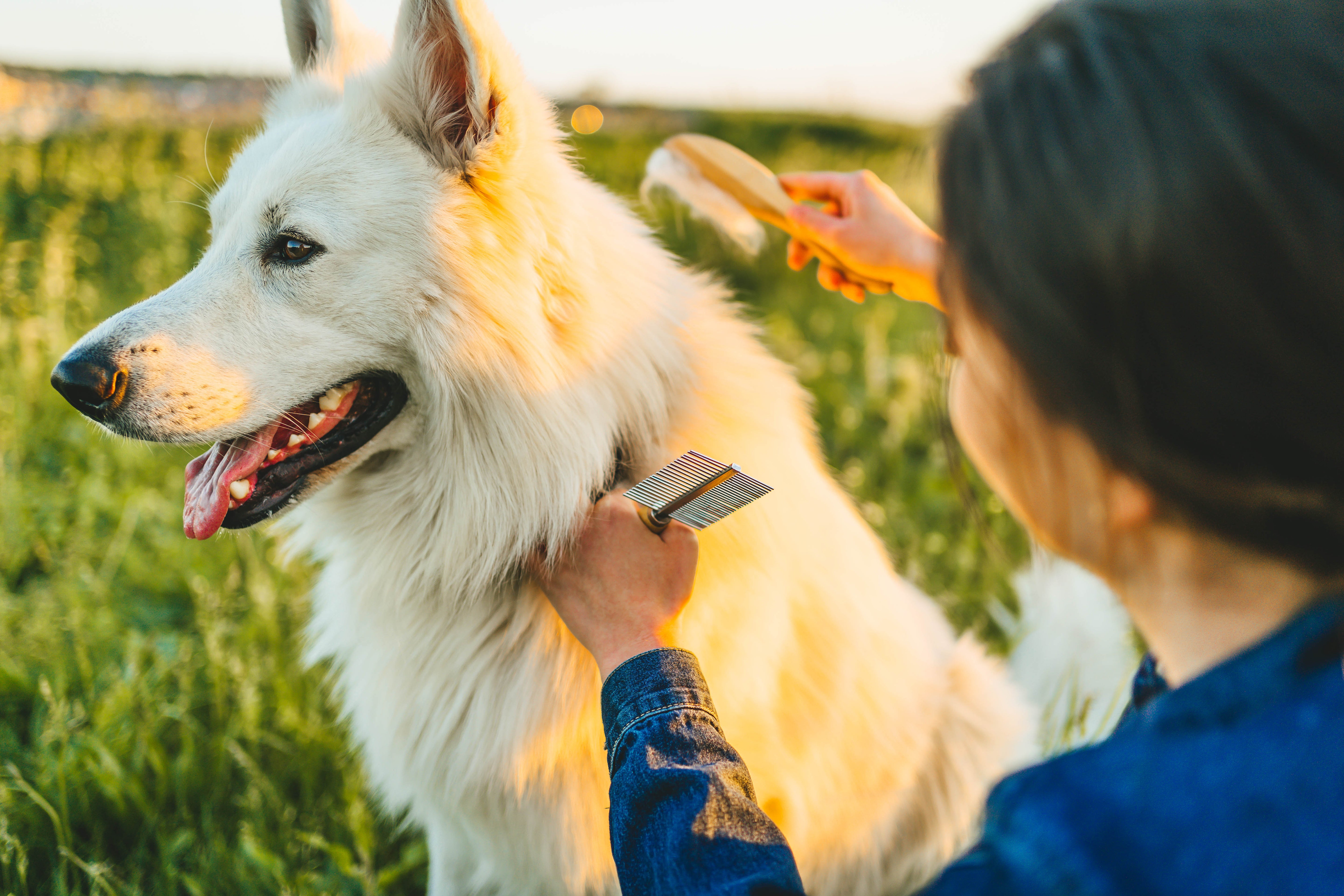Jahreszeitenwechsel beim Hund. Wie du Energiebedarf, Fellwechsel und Zeckenzeit optimal begleitest