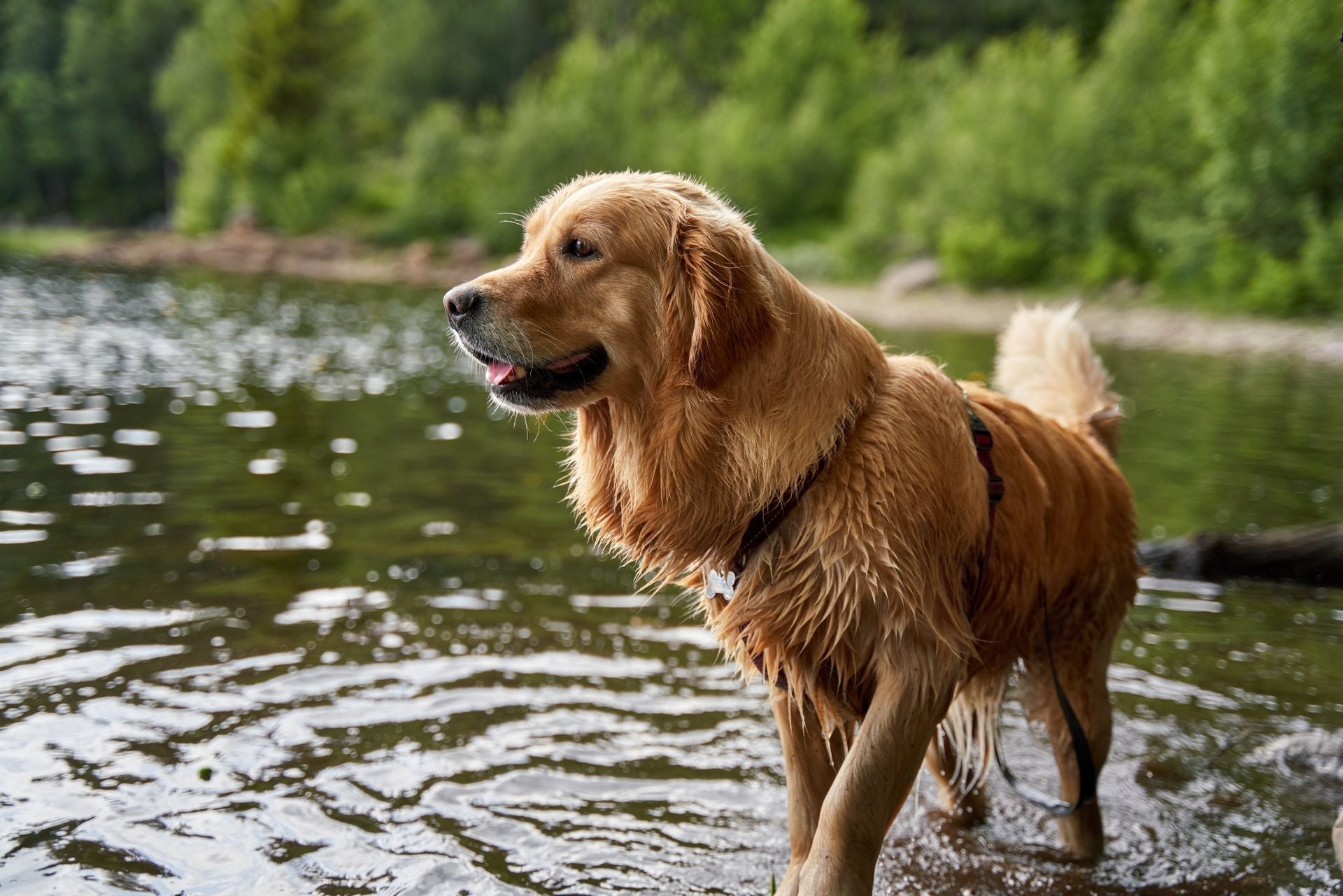 Sicher unterwegs im Sommer mit Hund 🐾☀️ So genießt ihr warme Tage entspannt und sicher