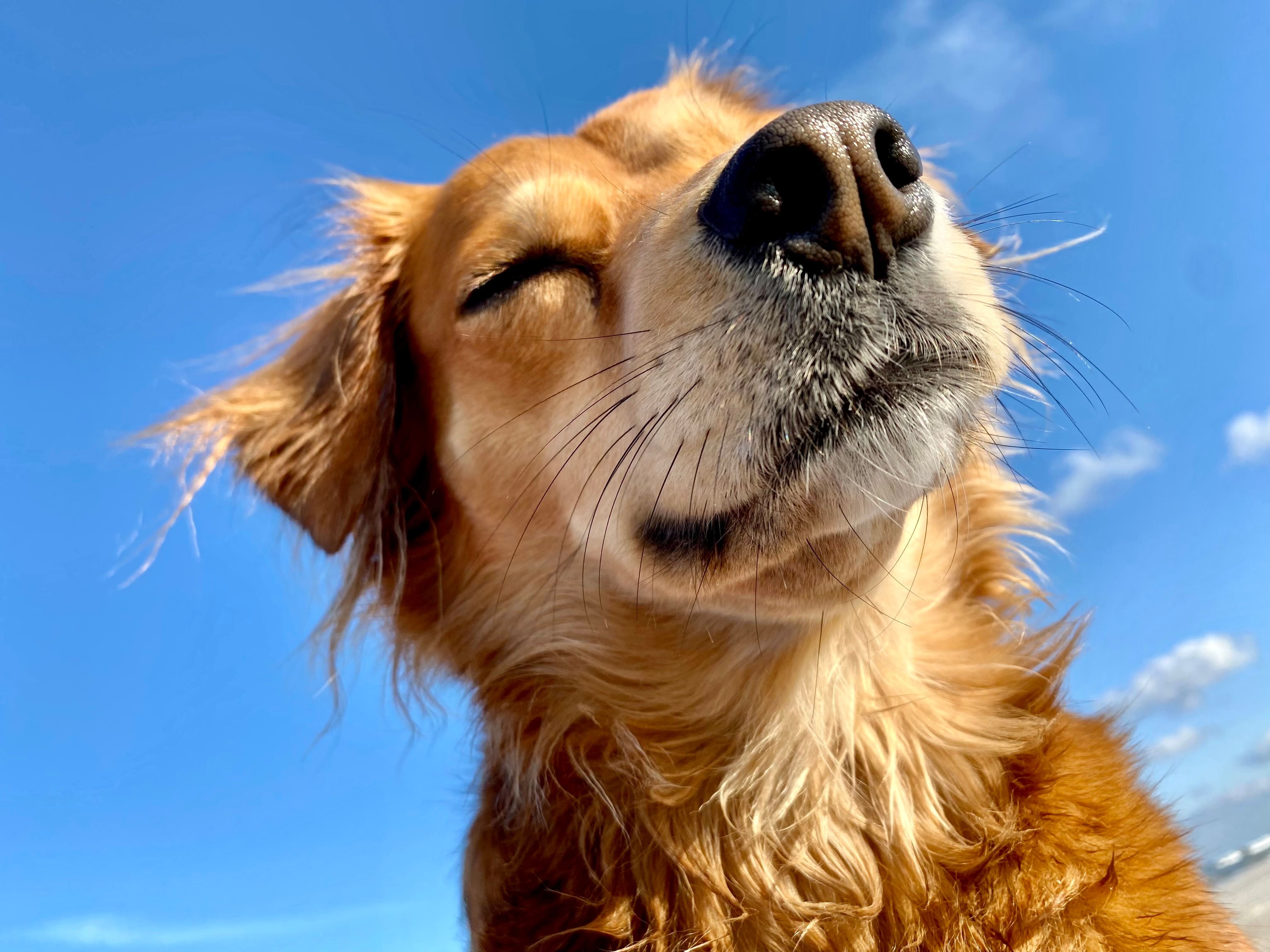 Fit durch den Sommer mit BALF ☀️  So unterstützt du deinen Hund an heißen Tagen richtig